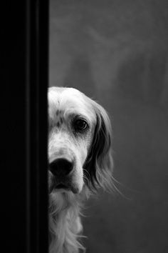 Expressions du ont du chien.