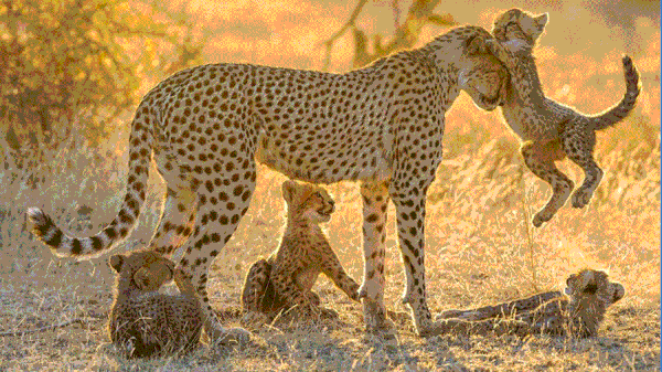 Tendresse animale.