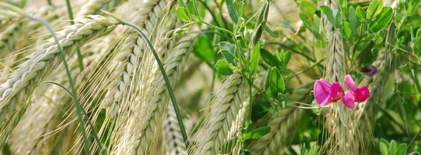 L'agro-écologie pour sortir de la crise agricole