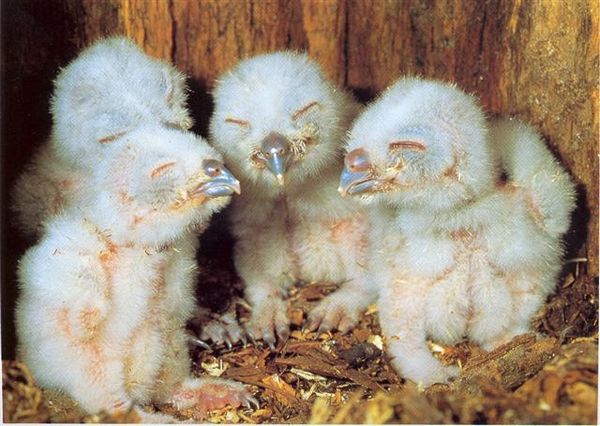 Cliquez sur l'image pour les nourrir