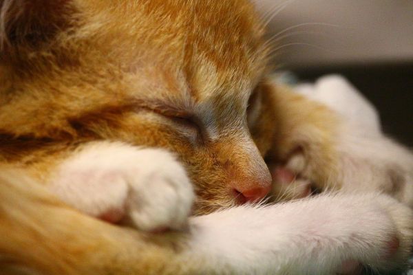 Adoption d'un chaton