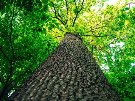 L'arbre et la feuille.