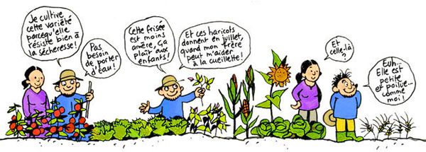 #biodiversite #OGM