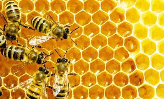 #abeille