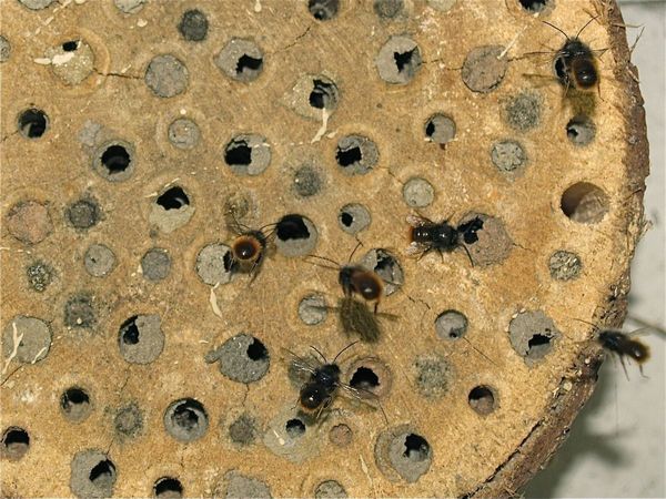 #abeille