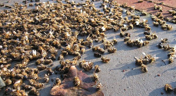 #abeille