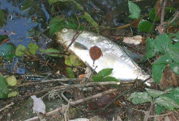 POISSONS MORTS DANS LA SEMÈNE