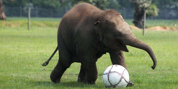 ELEPHANT