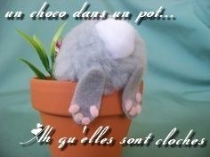 un lapin dans un pot