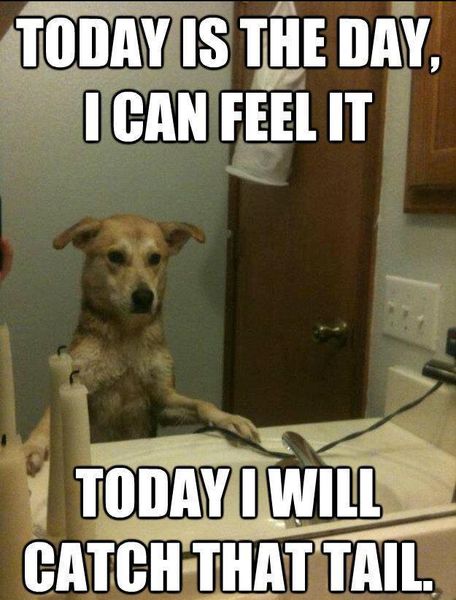 Bored Dog?