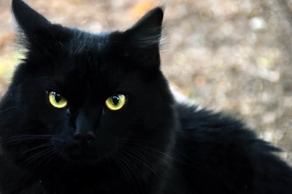 Le chat noir de la rédaction