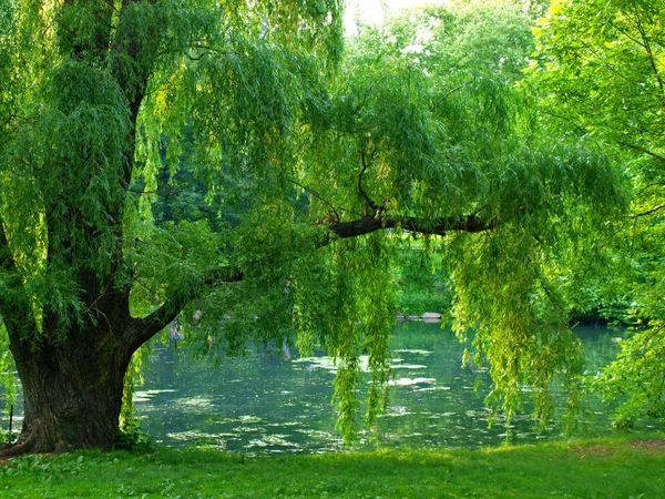 Saule pleureur