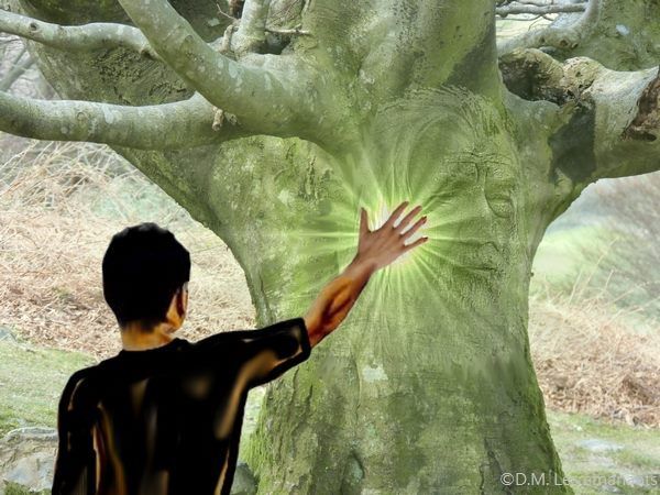 Les Secrets de l’énergie des arbres