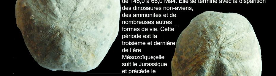 FOSSILES fascinants restes de vie disparues