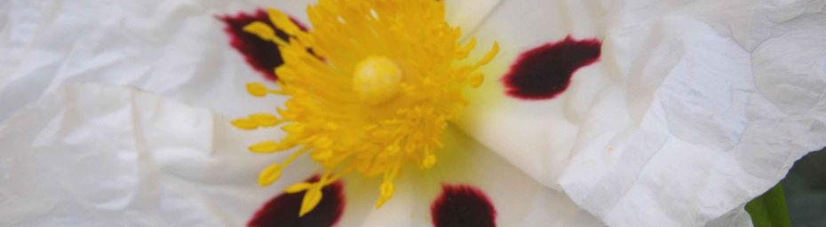 FLORE de NOS MONTAGNES et d' AILLEURS et rubriques associés