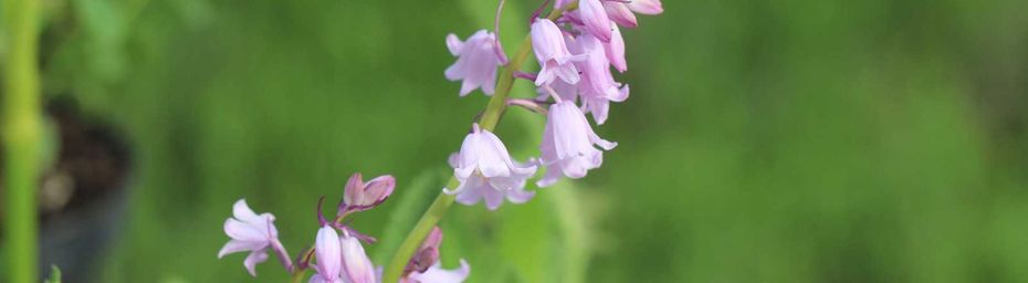 Fête des plantes de Beervelde: mes trouvailles