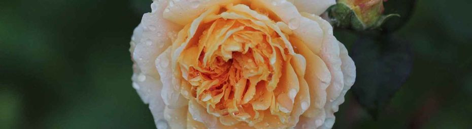 Les dernières roses de l'année