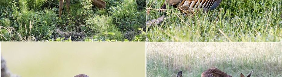 Voir nos photos à Flaran...