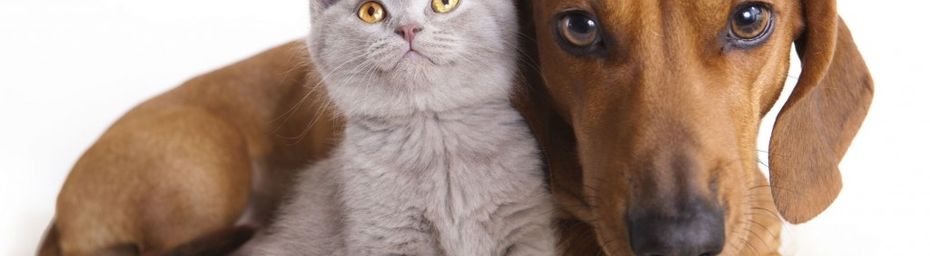 Le chien le meilleur ami de l'homme