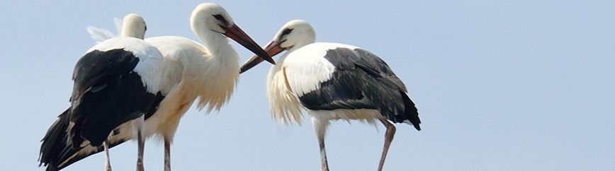 Cigogne à Varvara