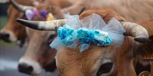 L'Aubrac se met en 4