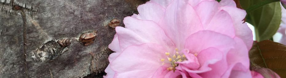 Un peu de rose...