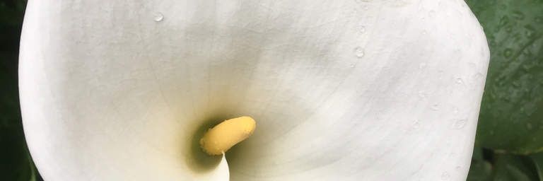 Arôme Urbain Blanc