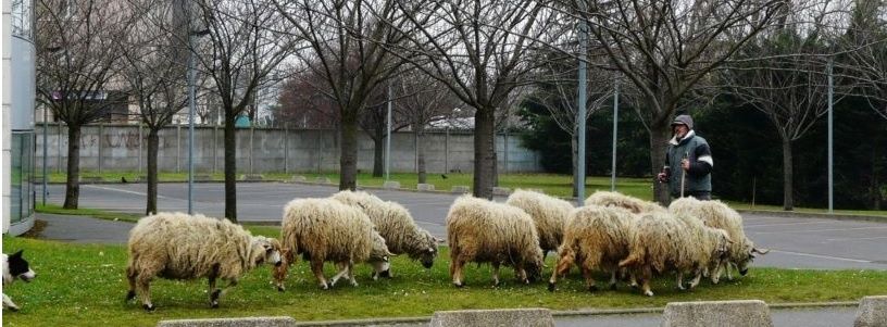 Des moutons à Colombes !
