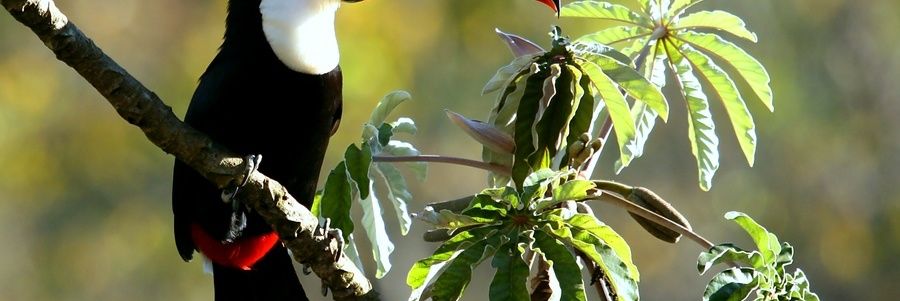 La déforestation menace les oiseaux à grand bec et les graines de palmier au Brésil