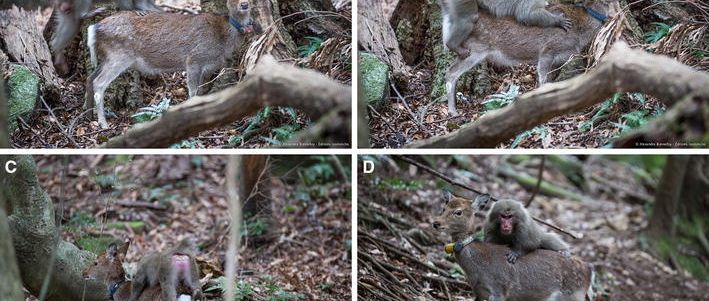Interspecies sexual behaviour between a male Japanese macaque and female sika deer