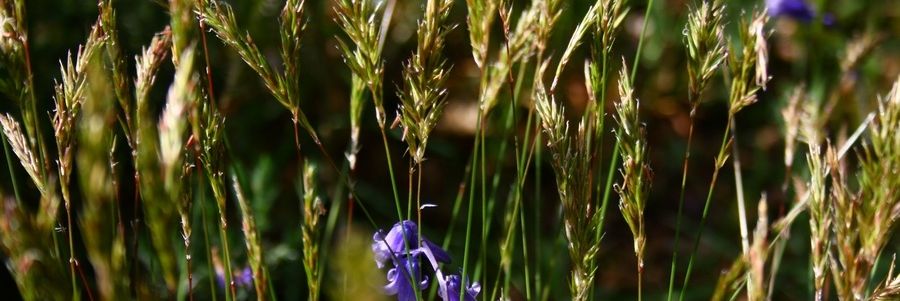 Fleurs des champs