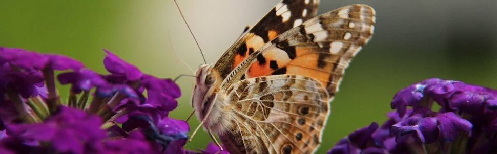 Sur mon balcon ...