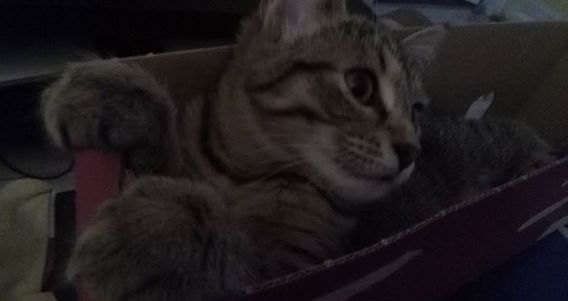 Chatons