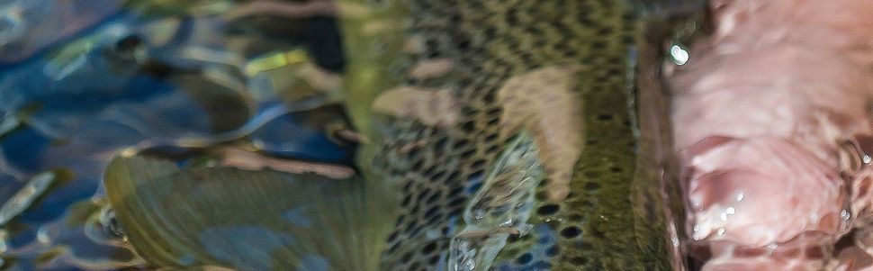 Truite Pyrénées France Trout Pyrénées French , River Salat .
