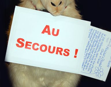 Chat istres