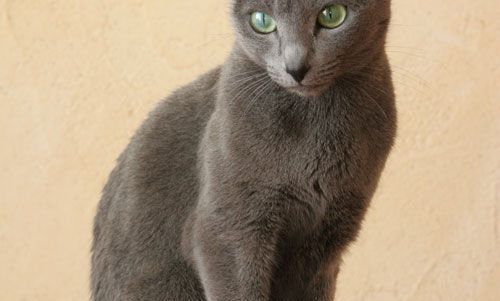 Triste humain de Kiloubi, chat bleu russe. L'art de remercier sans humilier.
