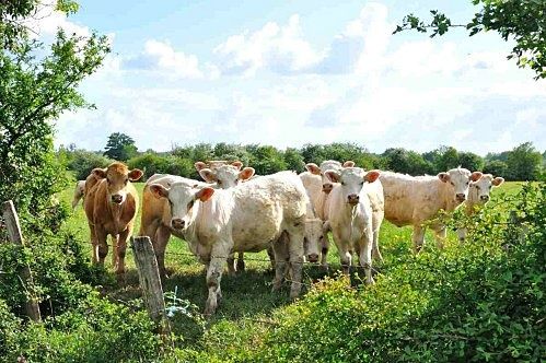 Portrait de vaches