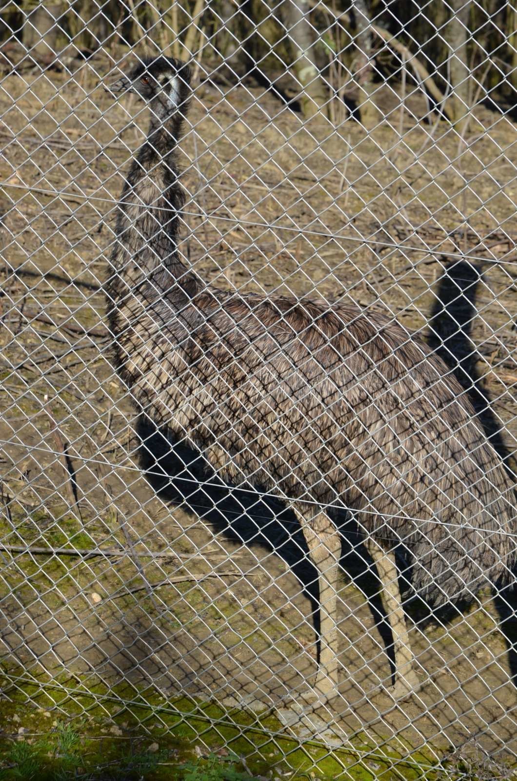 Quelques occupants du parc animalier