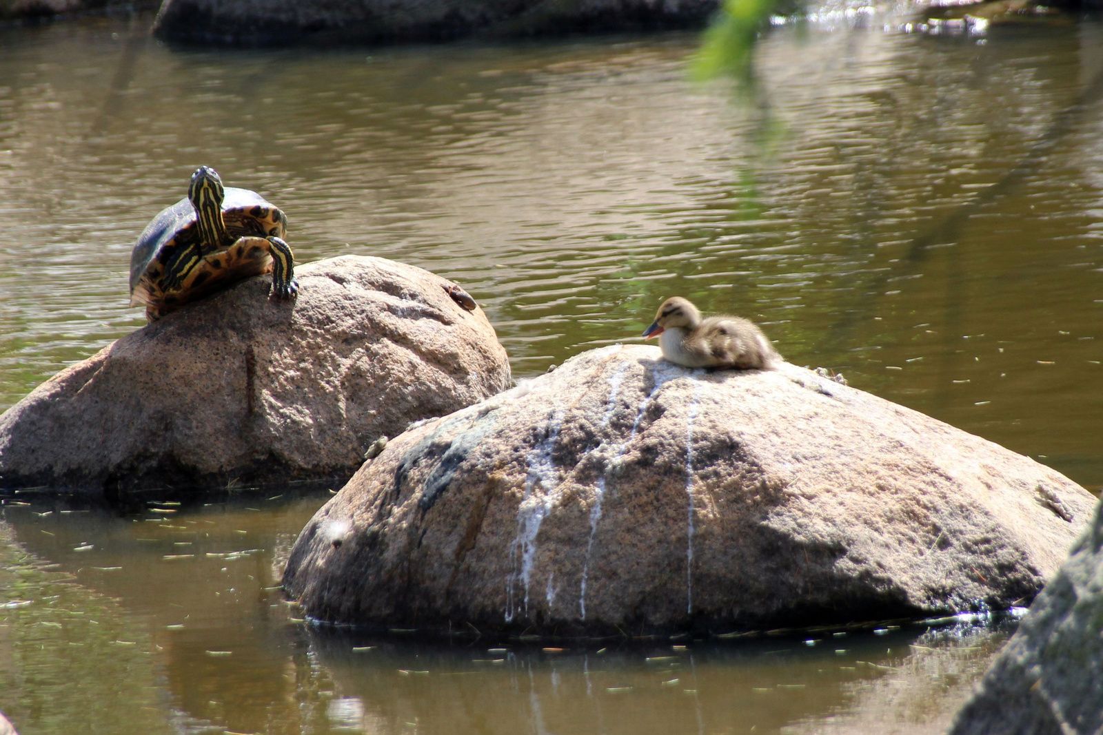 Granville Island, paddle à Kitsilano beach, barbecue sur English Bay