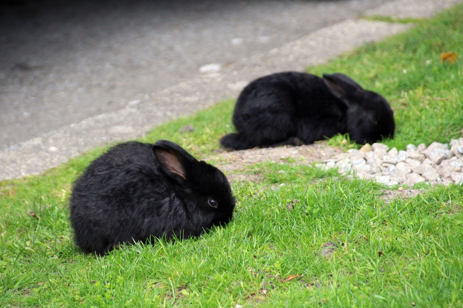 Granville Island, paddle à Kitsilano beach, barbecue sur English Bay