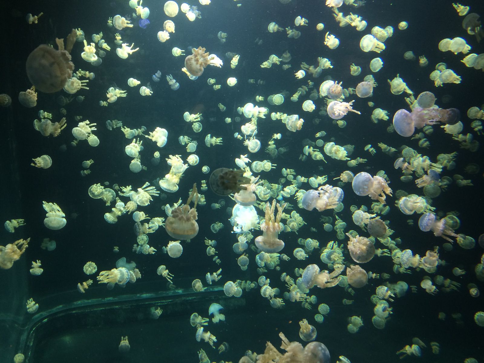 L'aquarium de Vancouver