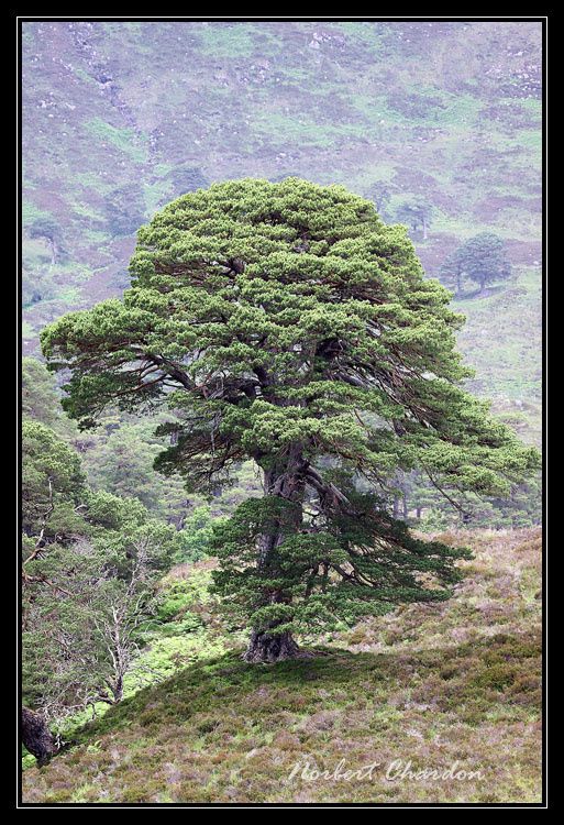 Majestueux pins calédoniens (relique de la forêt qui existait en Ecosse)
