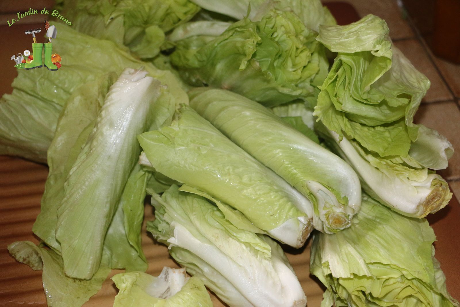 La chicorée pain de sucre une salade qui résiste bien au froid. Brunoderemaucourt.