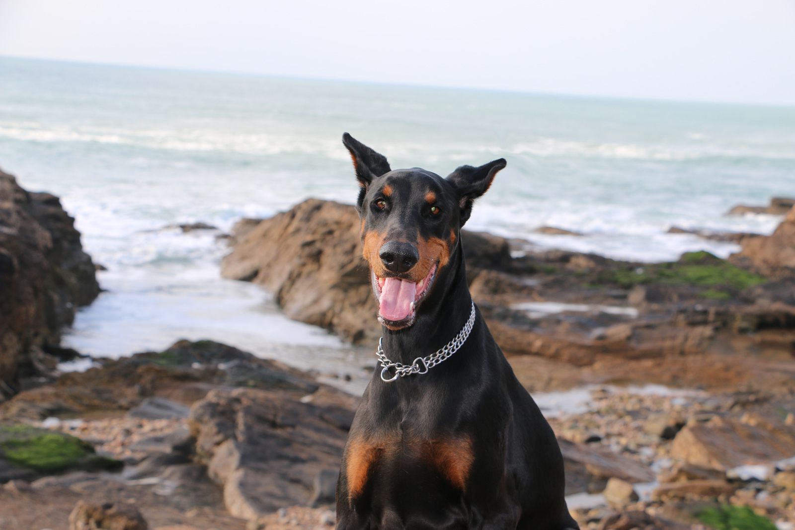 Isis en liberté ! chien autorisé sur la plage jusqu'au 1er avril. ( Les chiens laissent des saletés dans le sable, pas l'homme...)