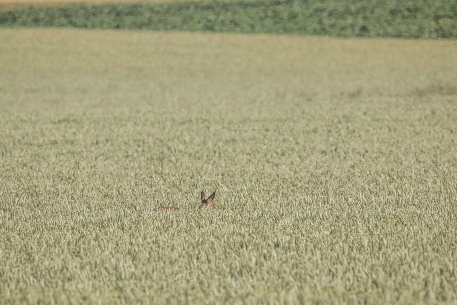 Chevreuil dans le blé