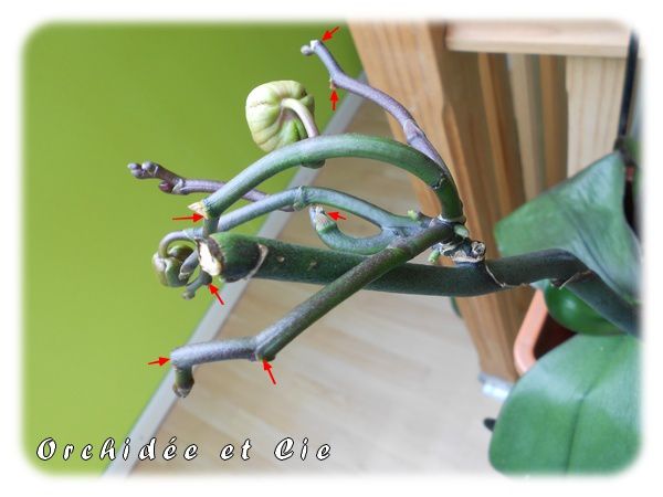 Phalaenopsis n°10