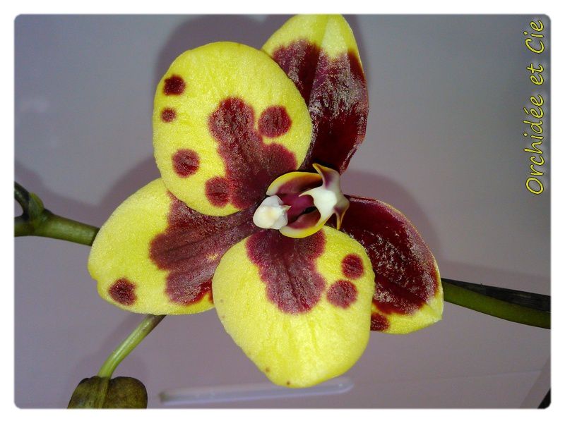 Phalaenopsis n°15