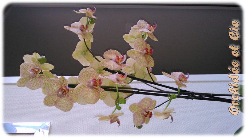 Phalaenopsis n°19