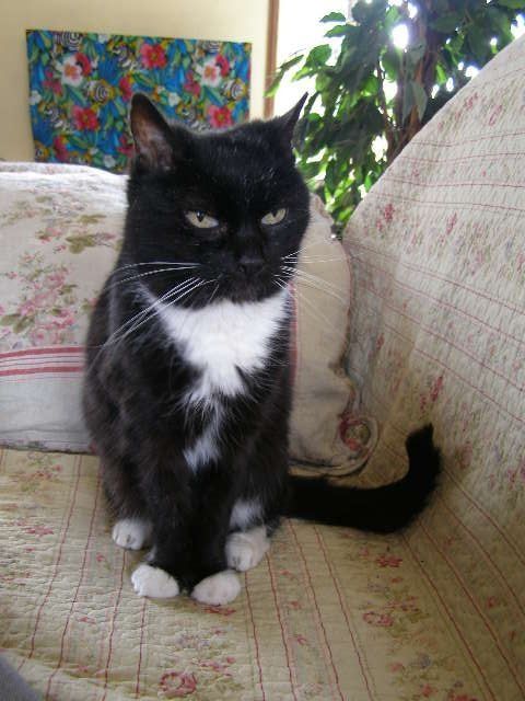 Ces Chats Qui Me Donnent Des Insomnies Les Amis Des Chats De Bligny Ces Chats Qui Me Donnent Des Insomnies Les Amis Des Chats De Bligny