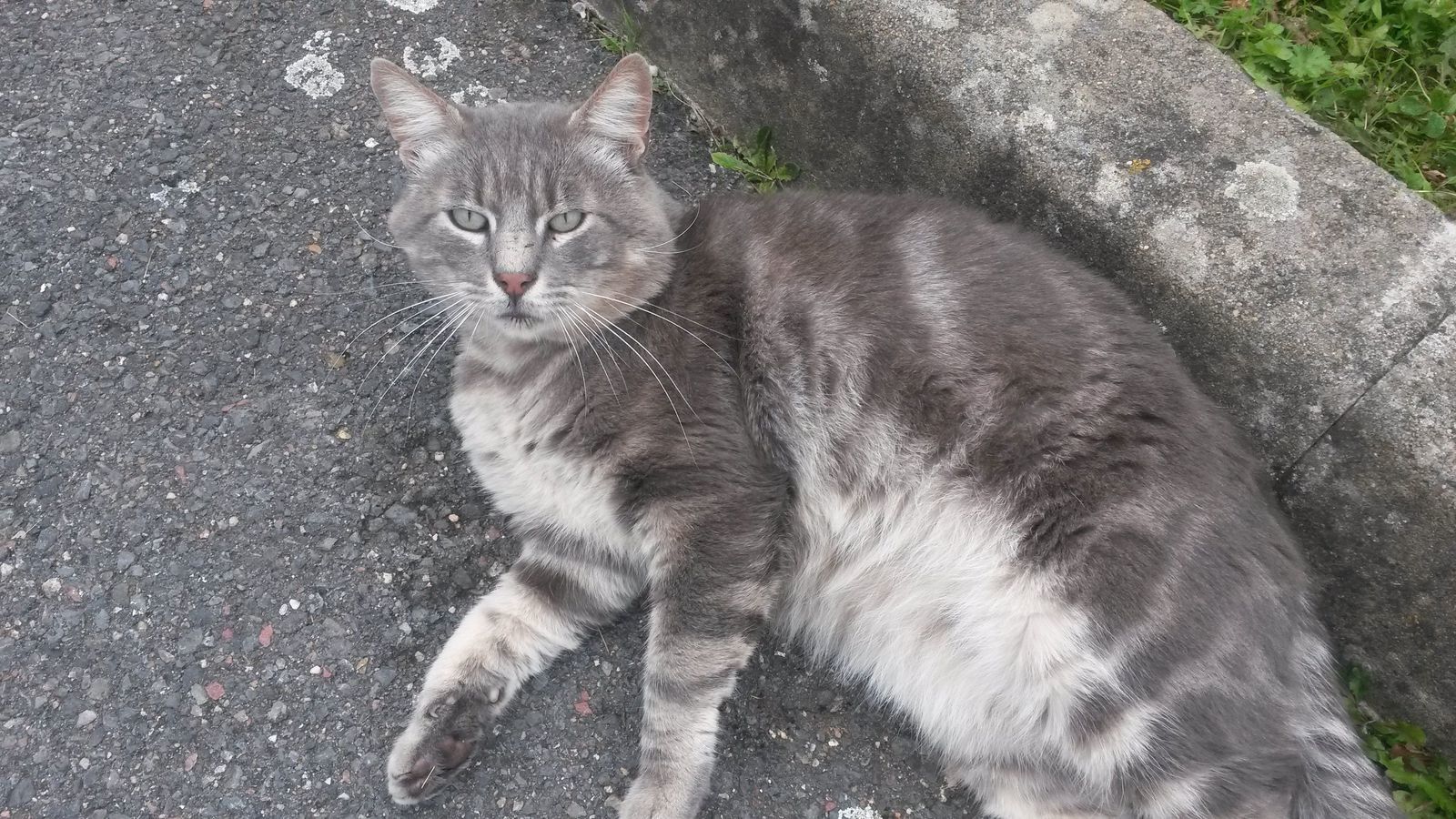 Phoebus De Nozay Les Amis Des Chats De Bligny Phoebus De Nozay Les Amis Des Chats De Bligny